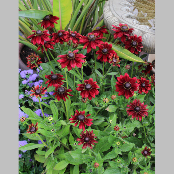 Рудбекия волосистая 'Cherry Brandy' - 3
