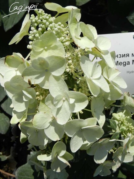 Гортензія волотиста 'Mega Mindy' ® - 2