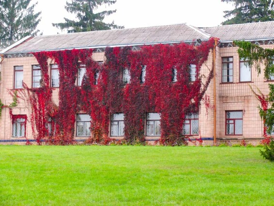 Виноград девичий 'Engelmannii' - 2