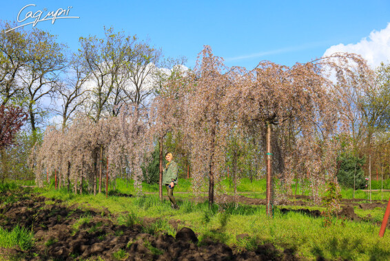 Вишня субхиртелла 'Pendula' - 23