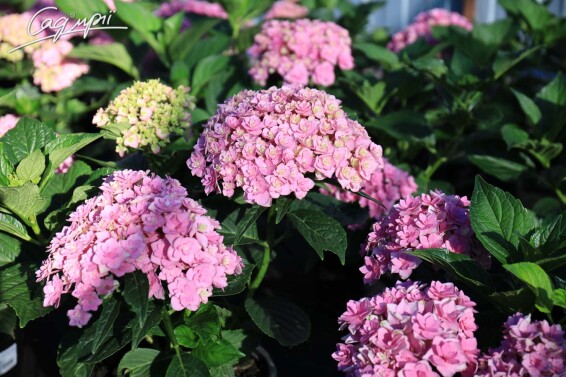 Гортензия крупнолистная 'You and Me Together Rose'® - 3