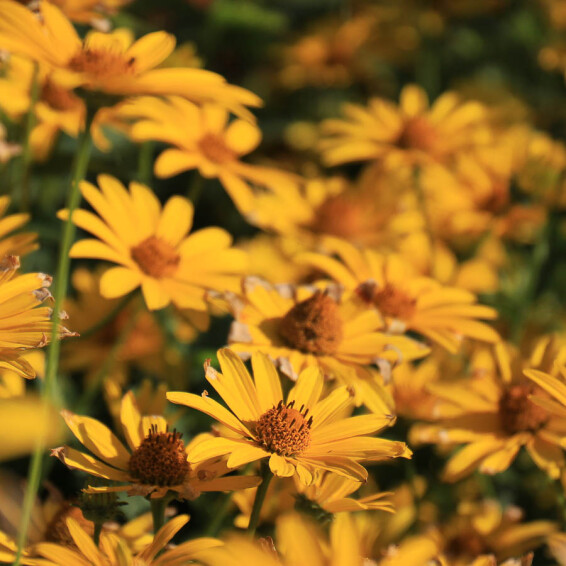 Геліопсис соняшниковидний ‘Loran Sunshine' #1, C2 - - 1 Геліопсис соняшниковидний ‘Loran Sunshine' #1, C2 - - 1