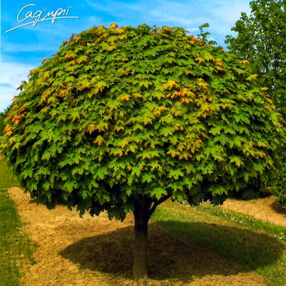 Клен платановидный 'Globosum' #10, WRB 12--14 250-300 St. 200-225 - 3