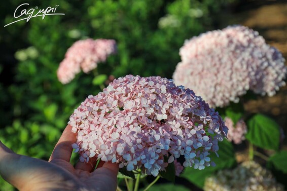 Гортензия древовидная 'Magical Pinkerbell'' - 3