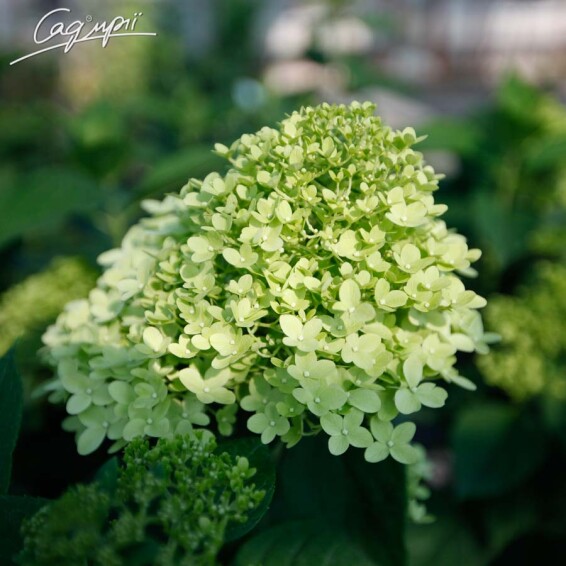 Гортензия метельчатая 'Limelight' ® #4, С7 - - 4