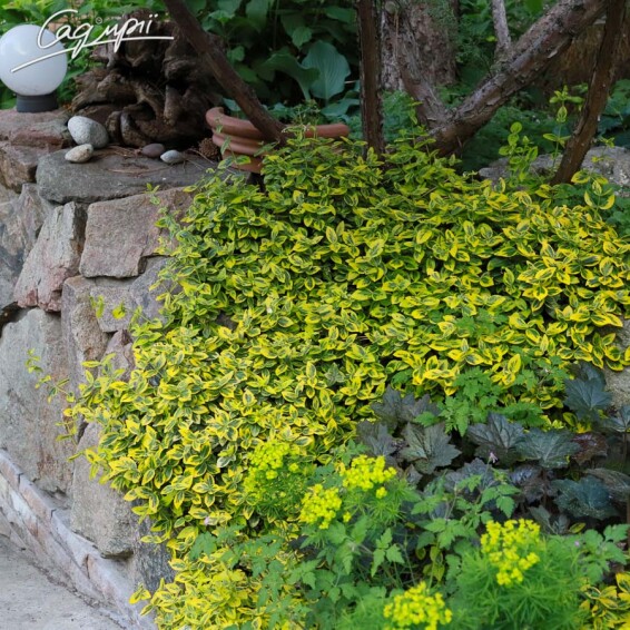 Бересклет форчуна 'Emerald Gold' #3, C2 30-40 - 6