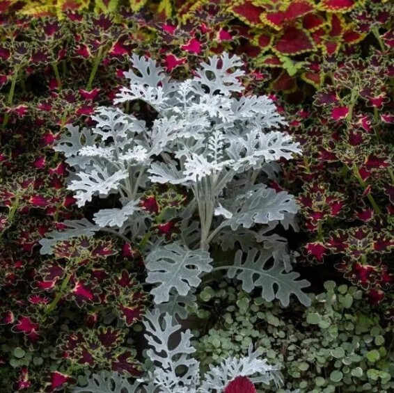 Цинерарія приморська - 5