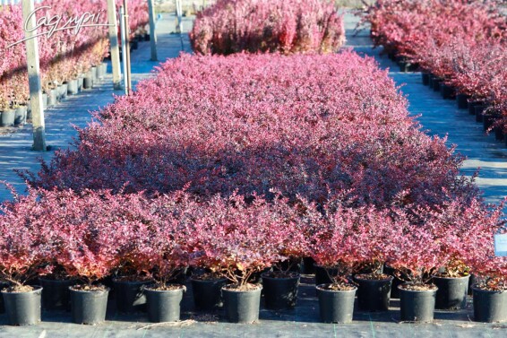 Барбарис Тунберга 'Atropurpurea Nana' #2, WRB - - 1