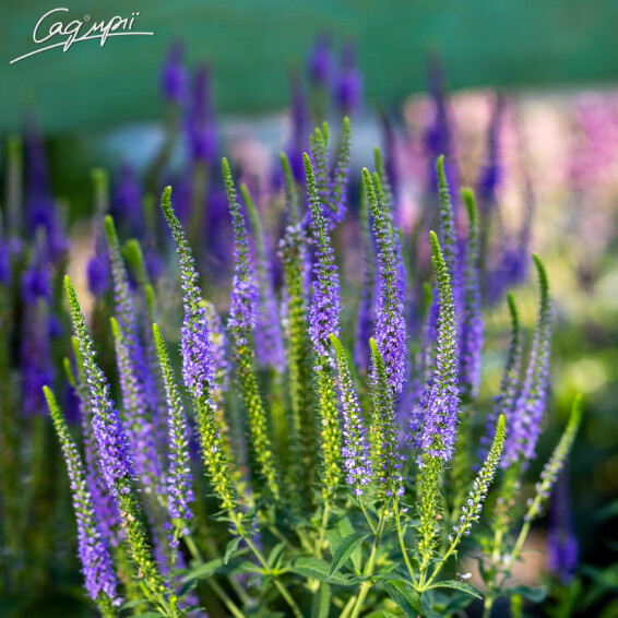 Вероника колосковая 'Blue Indigo' - 3