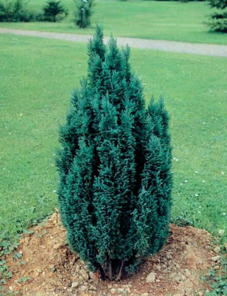 Кипарисовик Лавсона 'Ellwoodii' - 1