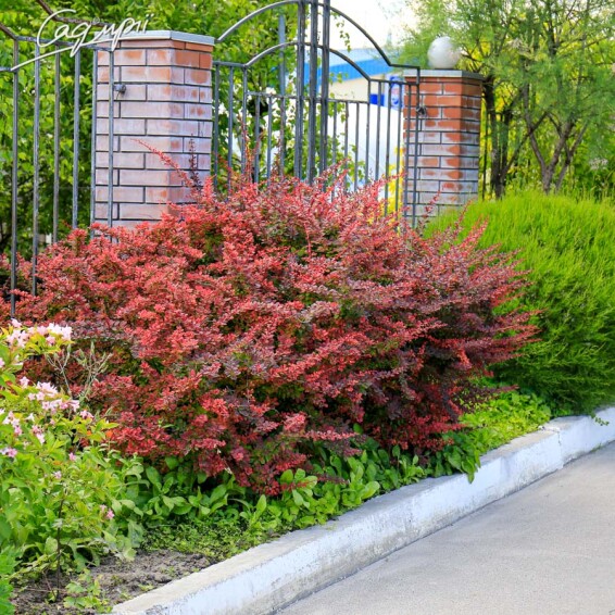 Барбарис Тунберга 'Atropurpurea' - 2