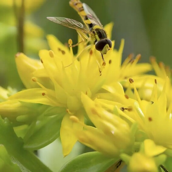 Очиток живучий, C3 - - 2