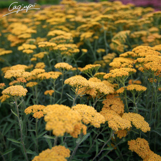 Тысячелистник таволговый 'Coronation Gold' - 6