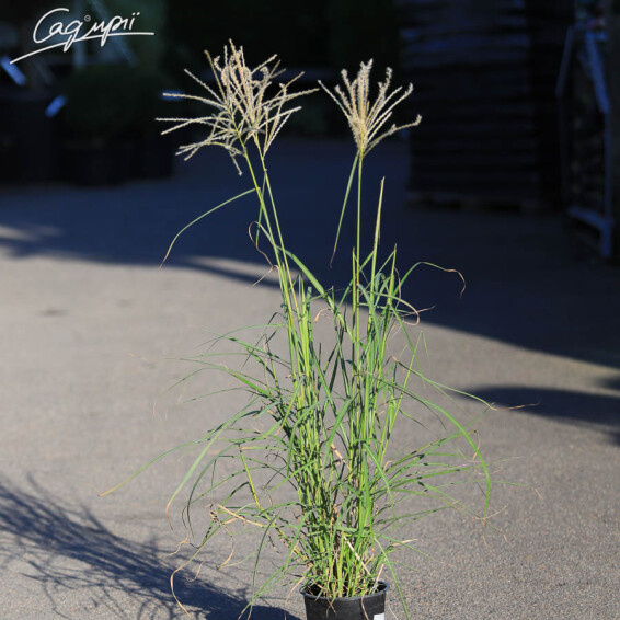 Мискантус китайский 'Herman Mussel', C3 - - 1