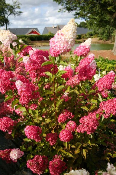 Гортензія волотиста 'Fraise Melba'® #3, С14 125-150 - 2