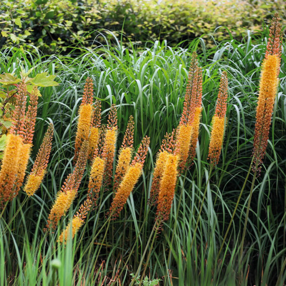 Эремурус 'Cleopatra' - 1