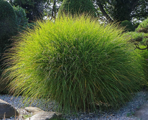 Мискантус китайский 'Gracillimus', C3 - - 9