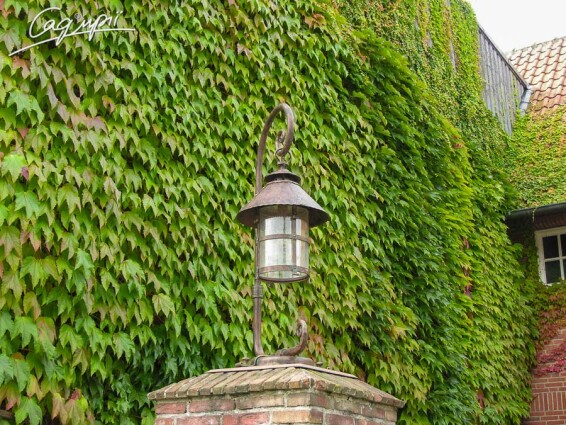 Виноград триостренный 'Veitchii' - 5 Виноград триостренный 'Veitchii' - 5