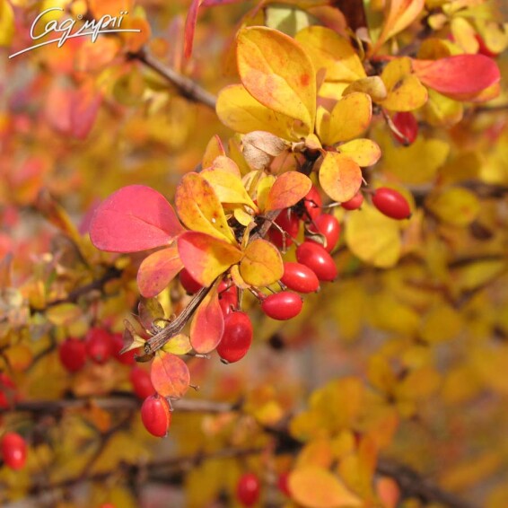 Барбарис Тунберга 'Atropurpurea' #1, p9 20-30 - 2
