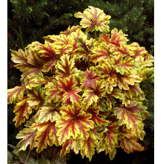 Гейхерелла 'Golden Zebra'