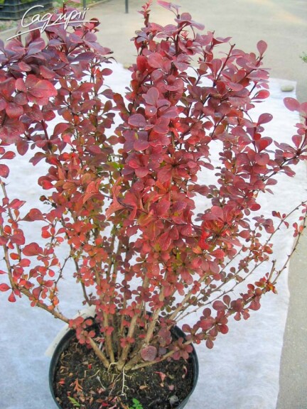 Барбарис Тунберга 'Atropurpurea' - 7