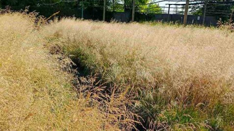 Декоративні злаки – справжня знахідка для садівника