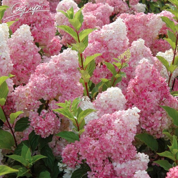 Гортензія волотиста 'Vanille Fraise' ® - 1