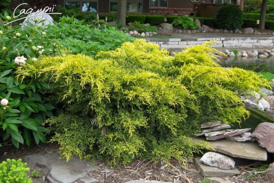 Ялівець середній 'Pfitzeriana Glauca' - 5