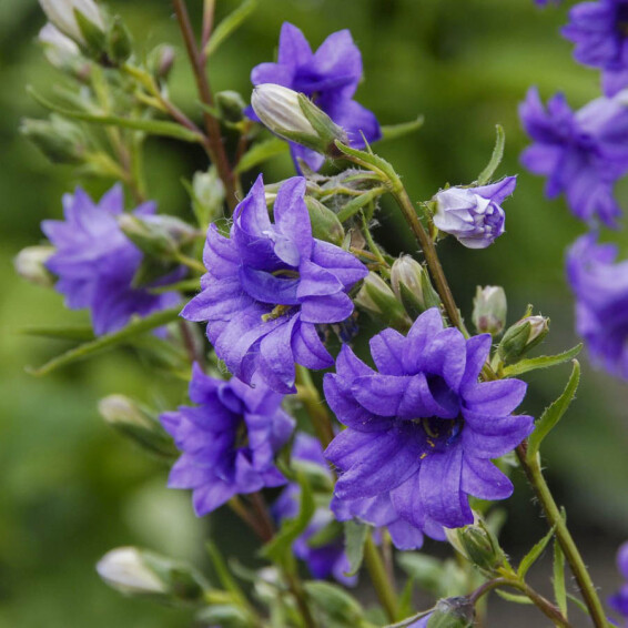 Колокольчик крапиволистный ‘Bernice’ - 1