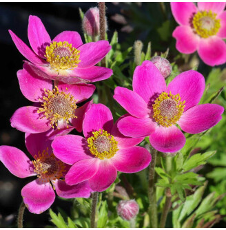 Анемона гібридна 'Spring Beauty Pink®'