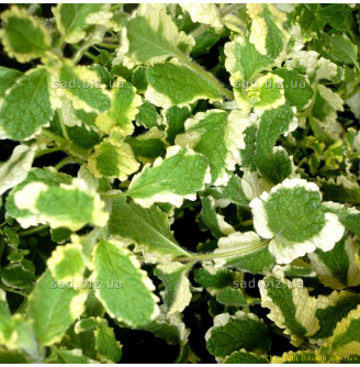 М'ята перцева 'Variegata'