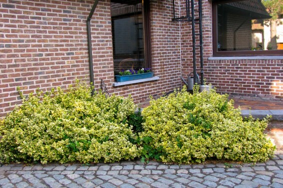 Бересклет форчуна 'Emerald Gold' #3, C2 30-40 - 3