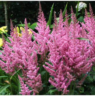 Астільба китайська 'Vision in Pink' ® PBR