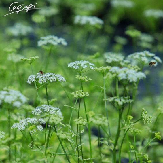 Яглиця звичайна 'Variegata' - 5