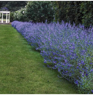 Кариоптерис кландонский 'Kew Blue' #1, C3  -