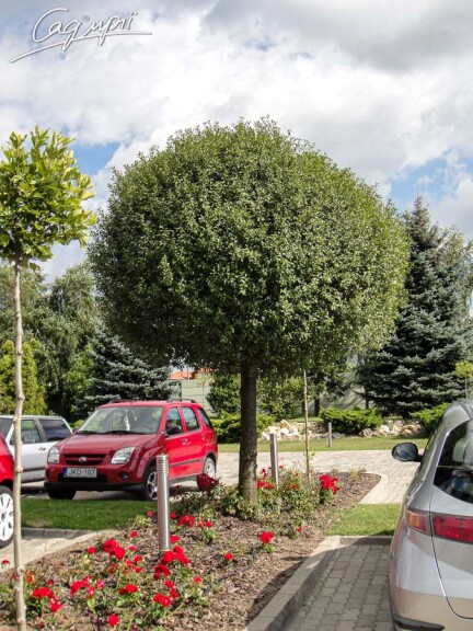 Вишня кулевидна 'Umbraculifera' #8, WRB 18--20 350-400 St. 220-230 - 1