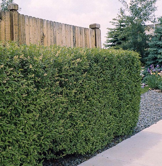 Бирючина обыкновенная 'Lodense' - 1
