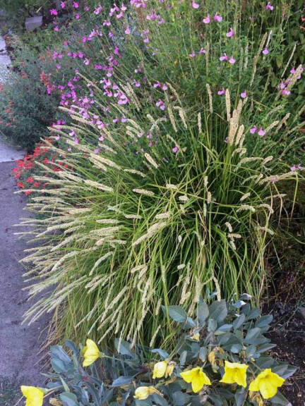 Сеслерия осенняя #1, ГК - - 2