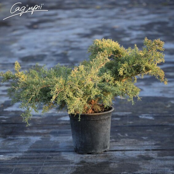 Ялівець середній 'Pfitzeriana Glauca' - 6