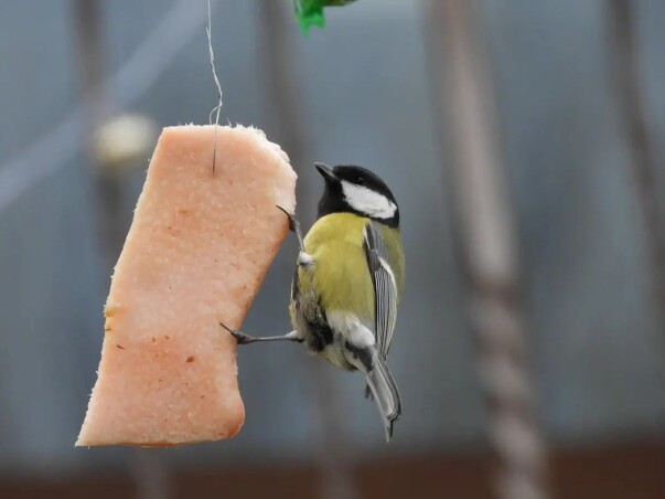Садові роботи в грудні
