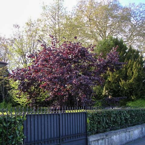 Лещина большая 'Purpurea' - 1