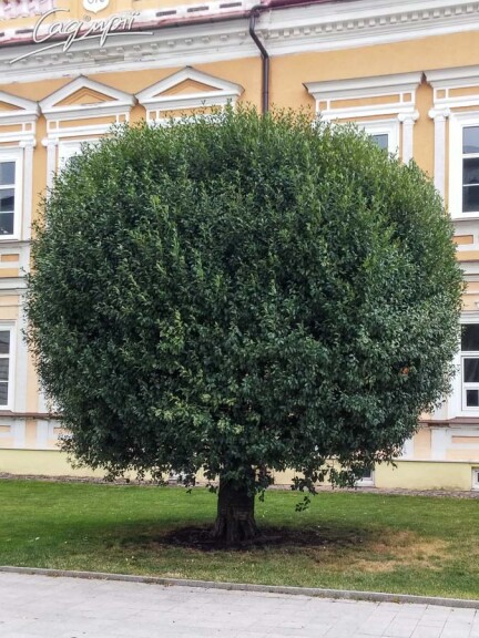 Вишня кулевидна 'Umbraculifera' #2, С110 20--25 300-350 St. 220-230 - 9