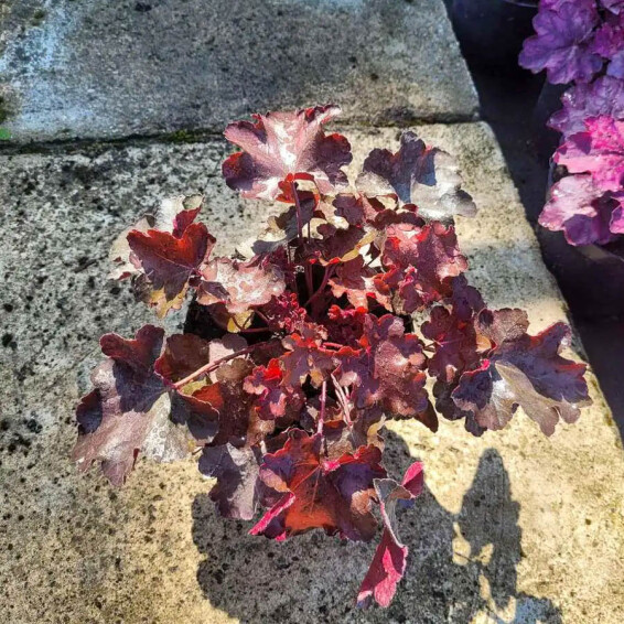 Гейхера 'Rex Fire® PBR' #1, ГК - - 2