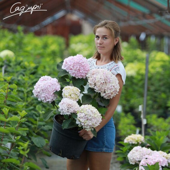 Гортензия крупнолистная 'Hovaria Hopaline'® - 1