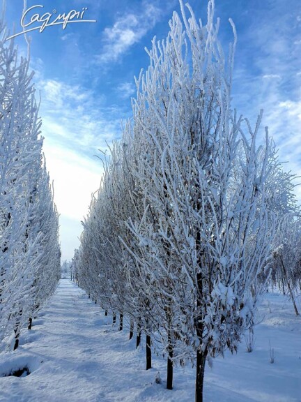 Граб звичайний 'Fastigiata' #5, WRB 8--10 300-400 без штамбу - 1