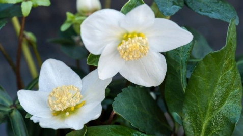 Топ-5 кращих рослин для весняної декоративності у саду