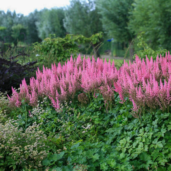 Астільба китайська 'Vision in Pink' ® PBR - 4