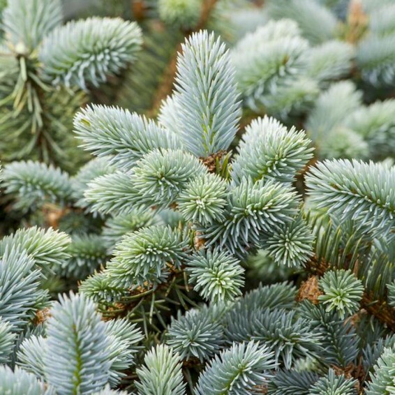 Ялина колюча 'Glauca Majestic Blue' #1, WRB - 100-125 - - 4