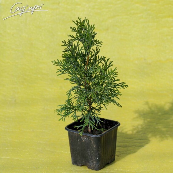 Туя западная 'Smaragd' - 8