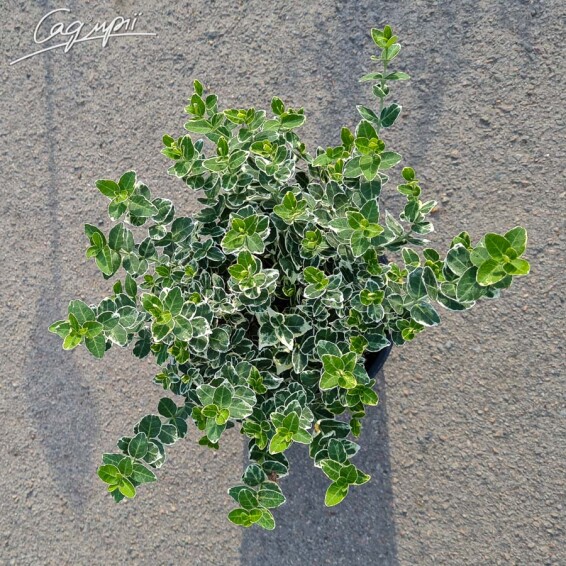 Бересклет форчуна 'Emerald Gaiety' - 6